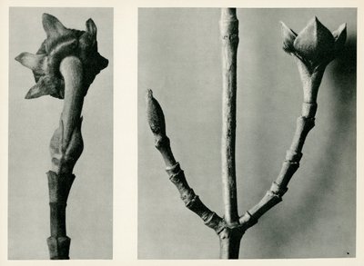 Estudio sin título, 1929 de Karl Blossfeldt